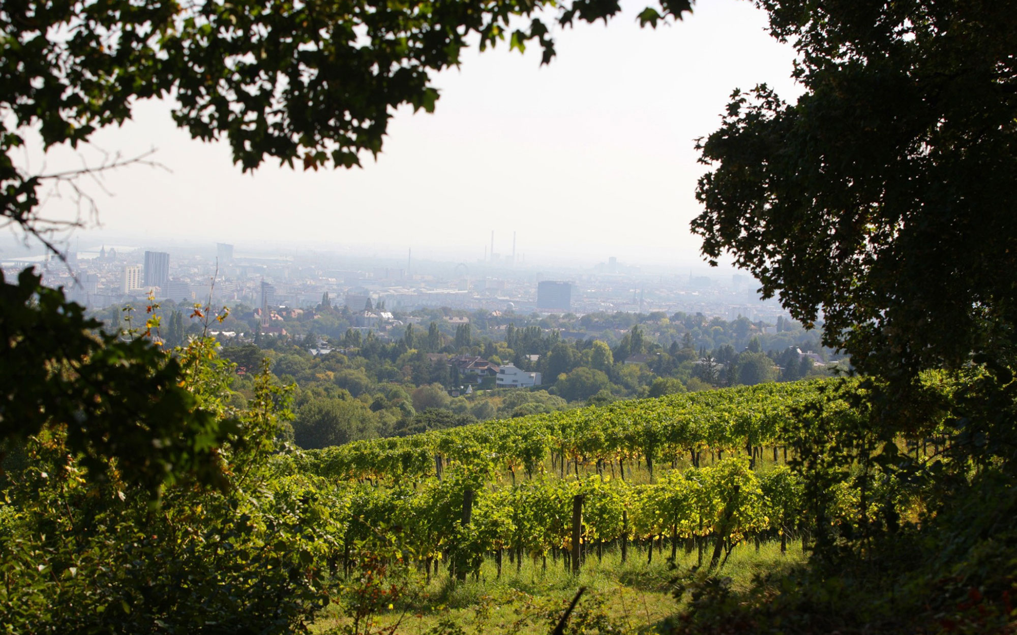 Wiens Weingärten von oben