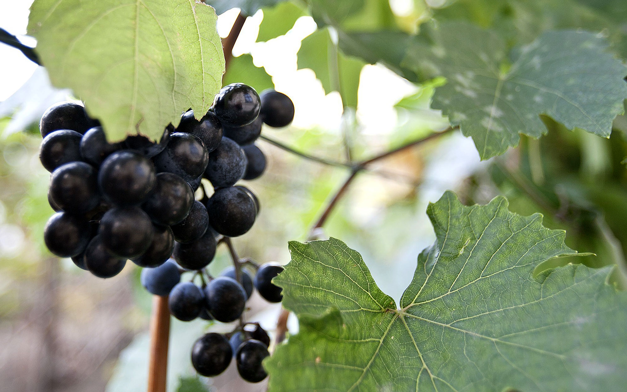 Rote Weintrauben